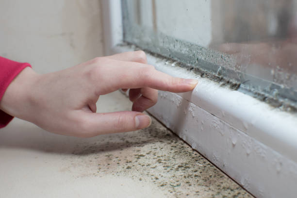 Best Emergency Mold Remediation  in New Concord, OH